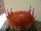 Melocactus matanzanus