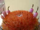Melocactus matanzanus