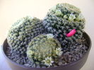 Mammillaria schiedeana