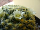 Mammillaria schiedeana