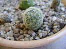 Mammillaria schiedeana ssp. giselae