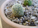 Mammillaria schiedeana ssp. giselae