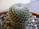 Mammillaria crucigera