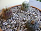 Grup de 3 cactusi