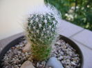 Thelocactus macdowellii