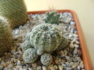 Gymnocalycium bruchii