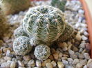 Gymnocalycium bruchii