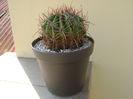 Ferocactus latispinus