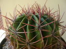 Ferocactus latispinus