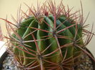 Ferocactus latispinus