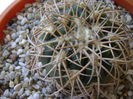 Gymnocalycium spegazzinii