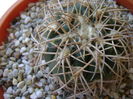 Gymnocalycium spegazzinii
