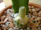 Yavia cryptocarpa