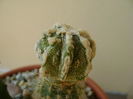 Astrophytum myriostigma cv. Fukuryu reticulatus
