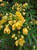 cassia-flori