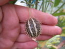 cucumis myriocarpus