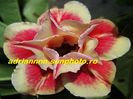 Adenium Obesum   Artidsonggod