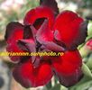 Adenium Rose