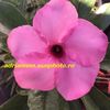 Adenium Swazicum