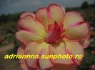 Adenium Tongnopprakun