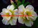 Adenium Tongsaprang