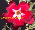 Adenium UNIVERSAL STAR
