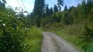 Lujeri de salcie alba la Alpine