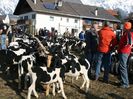Rasa de oi Tscheggenschaf la expozitie