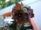 Caralluma europaea
