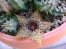 Huernia histrix sp.nova