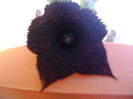 Huernia pendurata