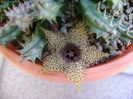 Huernia histrix sp.nova