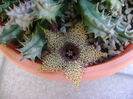 Huernia histrix sp.nova