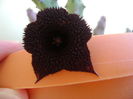 Huernia pendurata