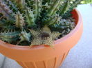 Huernia histrix sp.nova