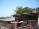 tableta 009