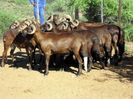 Berbecii Damara-6x3