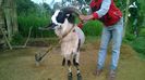 Coarne de berbec Domba Garut-5g