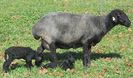 Oaie Karakul cu doi miei-65