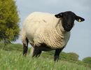 Suffolk desigur-pl8