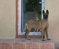 belgian Malinois