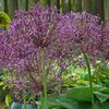 Bulbi allium christophii1