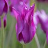 Lalele Floare Crin Purple Dream