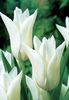 Lalele Floare Crin White Triumphator1