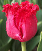 Lalele Fringed Barbados1