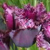Lalele Fringed Black Jewel2