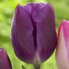 Lalele Triumph Purple Flag1