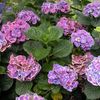 HydrangeaMacrophyllaEarlySensation-30