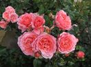 floribunda somon_4980