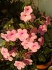 PEACH BLOSSOMS
